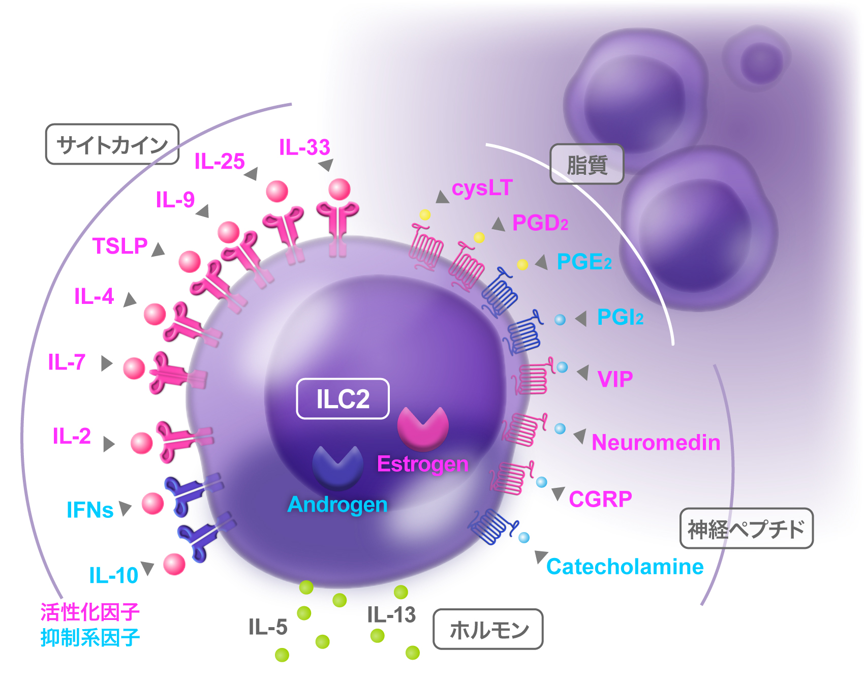 ILC2の2型応答を制御する因子