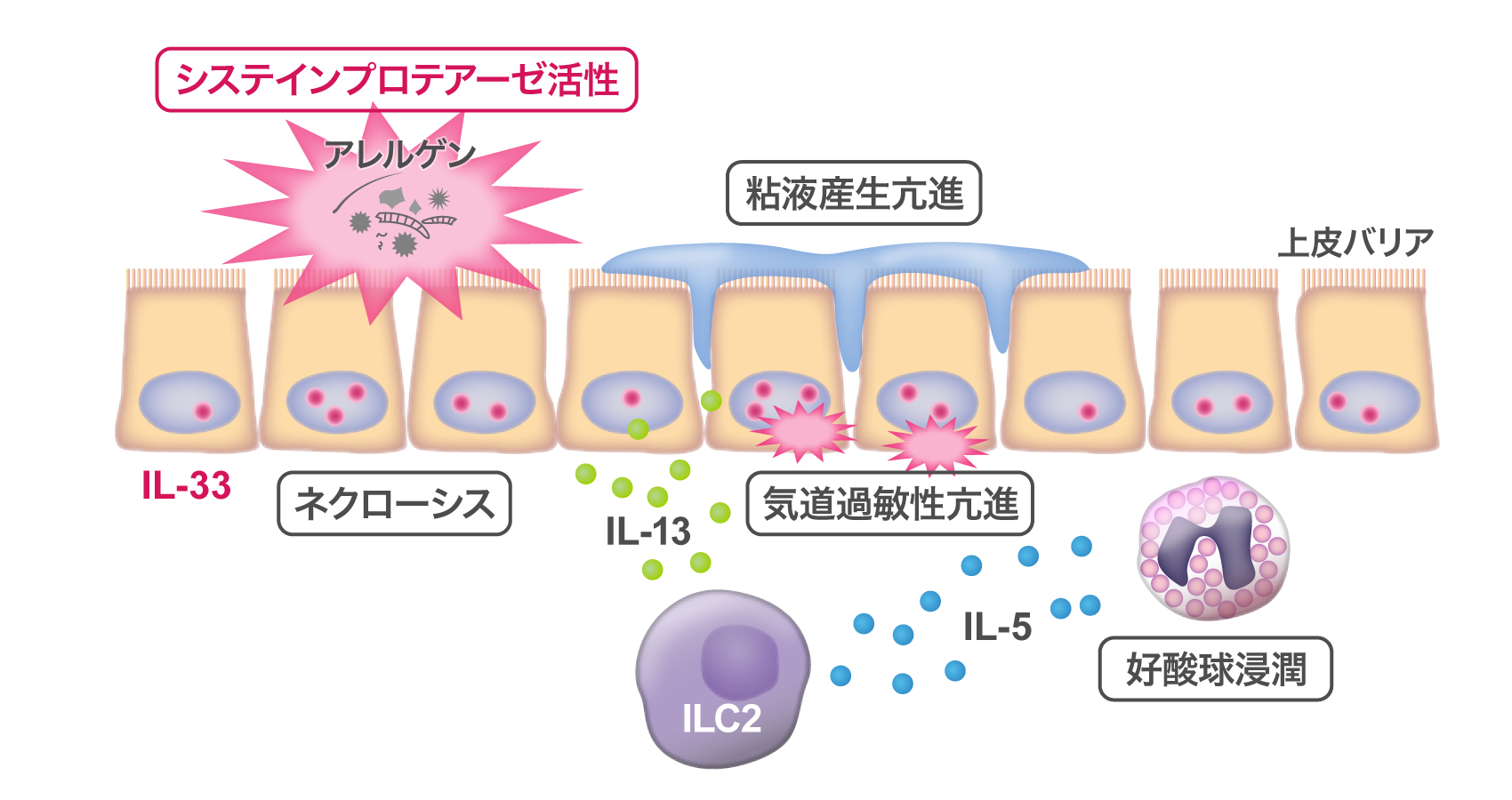 ILC2による抗原認識を介さないアレルギー反応